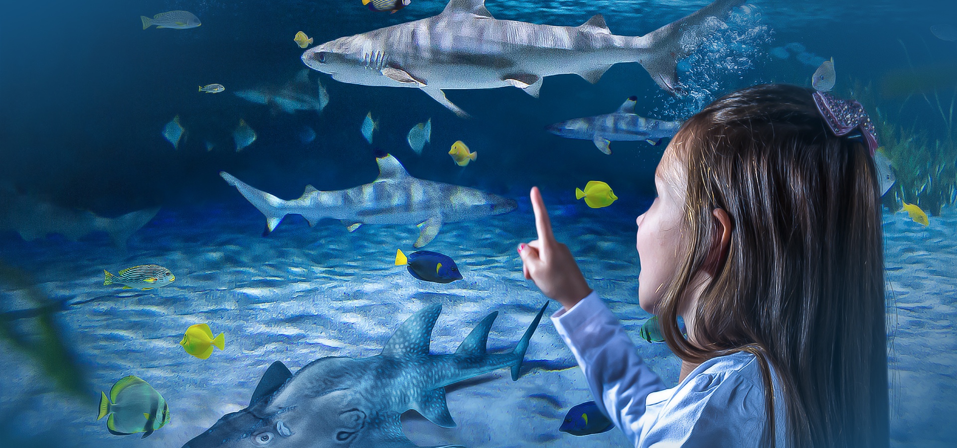 Girl pointing at sharks in a tank at SEA LIFE Blackpool 