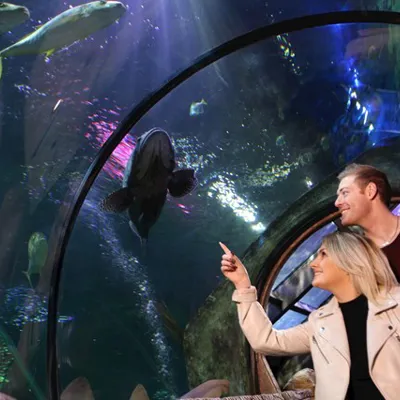 Guests walking through the glass ocean tunnel at SEA LIFE Blackpool